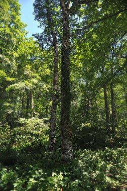 Plitvicka 'daki orman manzarası