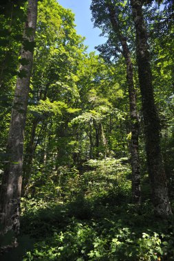 Plitvicka 'daki orman manzarası