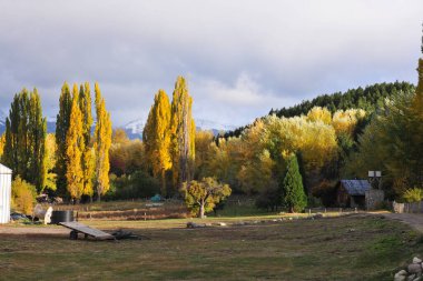 Arjantin neuquen patagonia panoramik viux ağaçları Güzel senaryo bitkisi