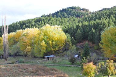 Arjantin neuquen patagonia panoramik viux ağaçları Güzel senaryo bitkisi