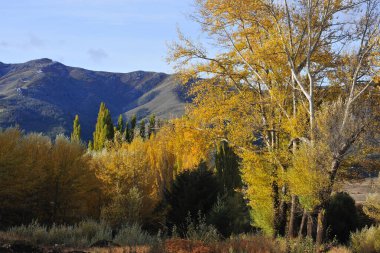 Patagonya Ormanı 'nda sonbaharda ağaçlar mavi gökyüzü soğuk bir sabah neuquen ilahi arjantin panoramik viux akçaağaç