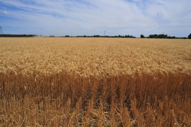 Buğday kulaklarını kapat, yaz günü buğday tarlasını. Hasat zamanı