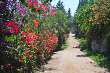 Açık bir günde, yeşil yaz ormanı boyunca toprak bir yol.
