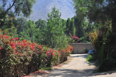 Solunda tarım arazisi olan toprak yol ve kırsal kesimde uzun çam ağaçları.