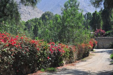 Solunda tarım arazisi olan toprak yol ve kırsal kesimde uzun çam ağaçları.