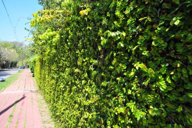 Yeşil yaprak kare çerçeve. Yeşil yaprakların arkaplanı ya da doğal duvar dokusu. Yeşil yapraklardan oluşan duvarlarla yürüme.