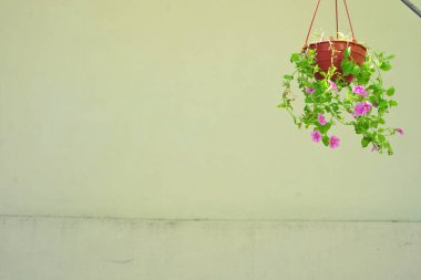 çiçek, saksı, arka plan, süsleme, çiçek, yeşil, kutlama, doğa, gün, insan yok, güzel, çiçekler, yaz,