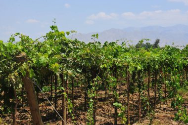 Üzüm bağları, üzümler, manzara, endüstri şarabı, kırsal, çiftlik, Arjantin, tarım, şaraphane. Tarım, doğa, manzara, yeşil, bitki, arazi, seyahat, yaz, kırsal, kır, ülke, manzara, çiftlik, açık hava, gökyüzü, doğal, ot, asma, ilkbahar, ağaç,