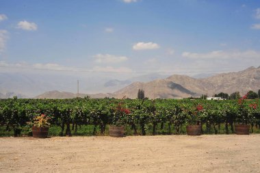 Üzüm bağı, peyzaj, üzüm, manzara, sanayi ica Peru pisco endüstrisi