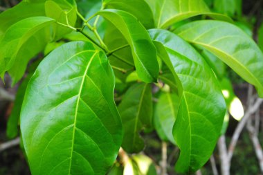 Ayahuasca sarmaşığı. Peru Amazon 'unda Şaman ayinleri. Amazon yağmur ormanları, yeşil yaprak, yakın çekim yağmurları