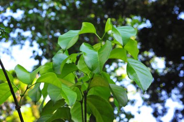 Ayahuasca sarmaşığı. Peru Amazon 'unda Şaman ayinleri. Amazon yağmur ormanları, yeşil yaprak, yakın çekim yağmurları