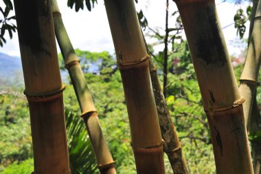 yağmur ormanı, orman, doğa, manzara, gökyüzü, yeşil, mavi, ağaç, çim, panorama, yaz, orman, dağ, tarla, çayır, manzara, açık hava, manzara, ağaçlar, seyahat, güneşli, kırsal, açık hava, panoramik, çevre, tepe, manzara, peru, peru, peru, amazonya, amazonik