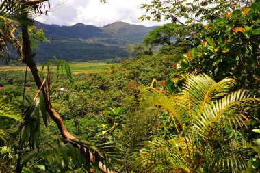yağmur ormanı, orman, doğa, manzara, gökyüzü, yeşil, mavi, ağaç, çim, panorama, yaz, orman, dağ, tarla, çayır, manzara, açık hava, manzara, ağaçlar, seyahat, güneşli, kırsal, açık hava, panoramik, çevre, tepe, manzara, peru, peru, peru, amazonya, amazonik