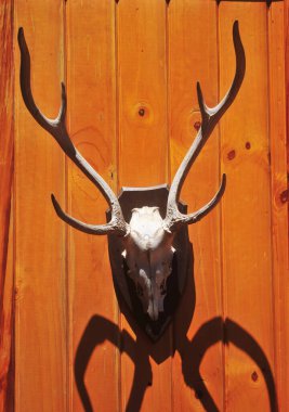 Doldurulmuş geyik kafası ev içi ahşap duvara monte edilmiş.
