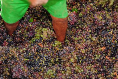 Şarap yapmak için üzümlere basan işçiler geleneksel olarak Ica Peru 'da toplanır.