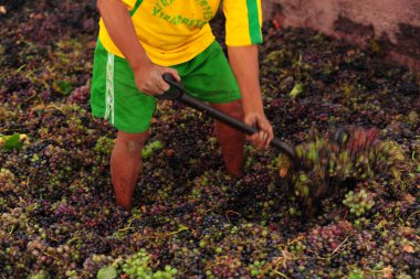 Şarap yapmak için üzümlere basan işçiler geleneksel olarak Ica Peru 'da toplanır.