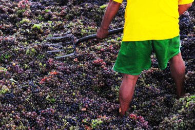 Şarap yapmak için üzümlere basan işçiler geleneksel olarak Ica Peru 'da toplanır.