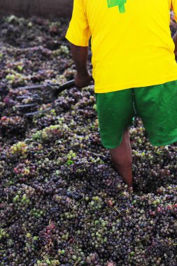 Şarap yapmak için üzümlere basan işçiler geleneksel olarak Ica Peru 'da toplanır.