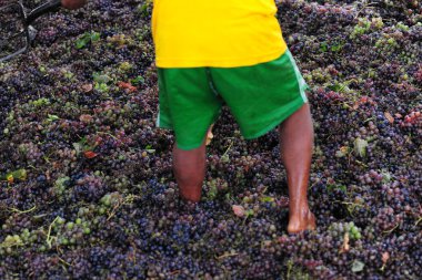 Şarap yapmak için üzümlere basan işçiler geleneksel olarak Ica Peru 'da toplanır.