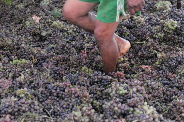 Üzüm, üzüm, hasat, şarap, doğa, yakın plan, bitki, yeşil, doğal, renk, organik, taze, güzel, yemek, arka plan, renkli, çiçek, bahçe, mor, yaşam, kahverengi, flora, kırmızı, üzüm bağı, üzüm bağı