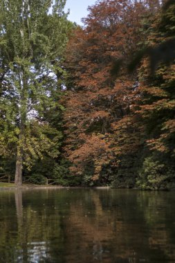 göl suyu ağaçta yansımaları