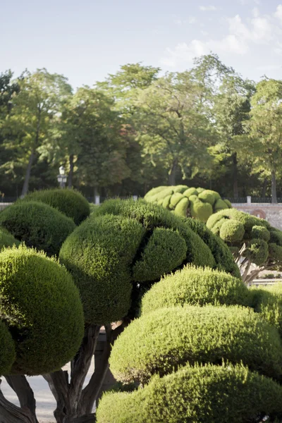İyi kesilmiş Bahçe çalılar