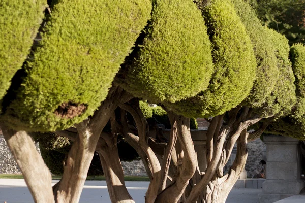 İyi kesilmiş Bahçe çalılar