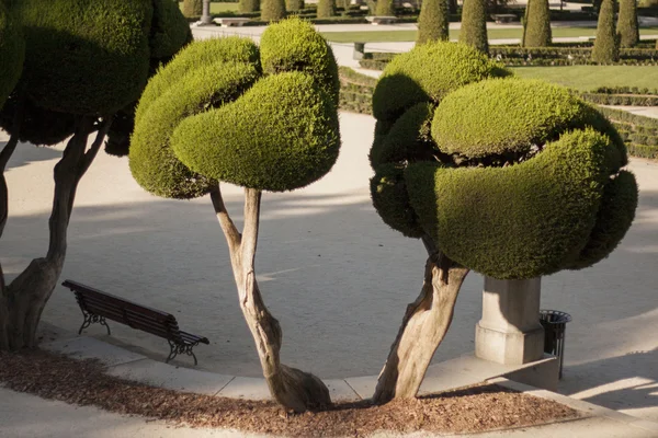 İyi kesilmiş Bahçe çalılar