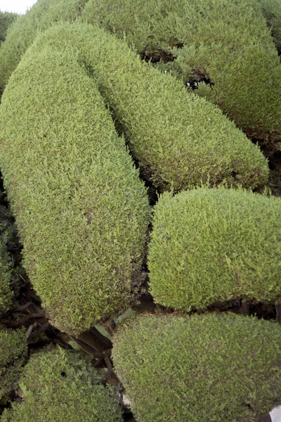 Goed getrimd tuin struiken — Stockfoto