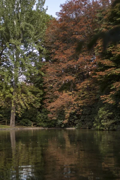 göl suyu ağaçta yansımaları