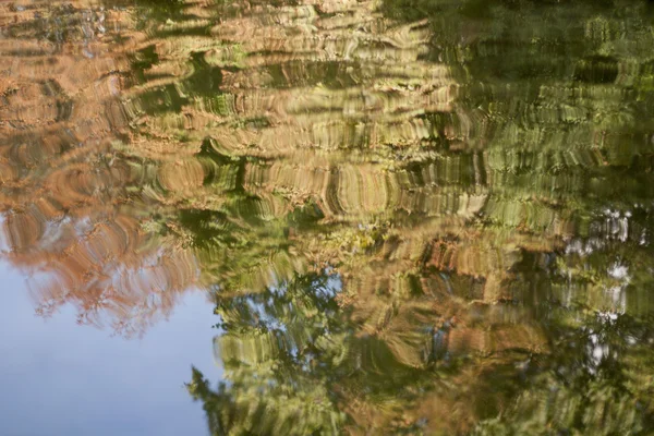 Отражения деревьев на воде пруда — стоковое фото