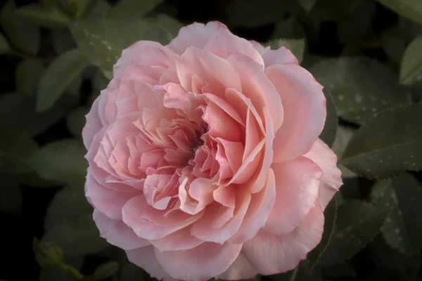 yeşil arka plana sahip bir gül