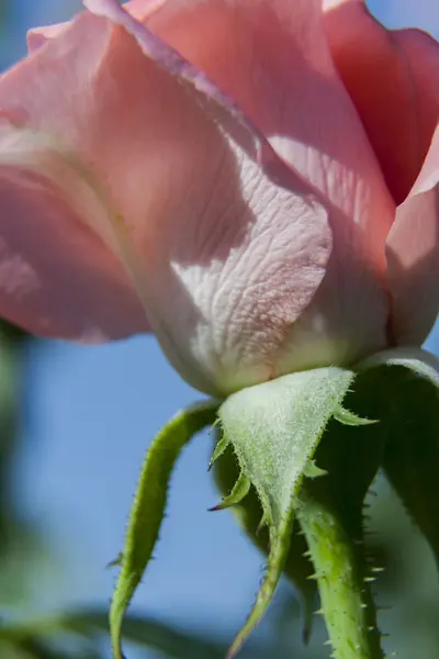 Una rosa con fondo verde —  Fotos de Stock