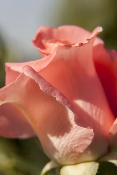 Una rosa con fondo verde —  Fotos de Stock