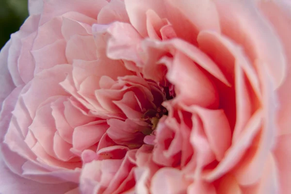 yeşil arka plana sahip bir gül