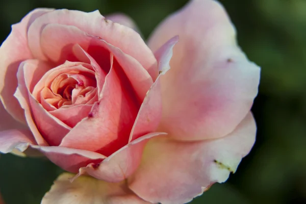 Una rosa con fondo verde —  Fotos de Stock