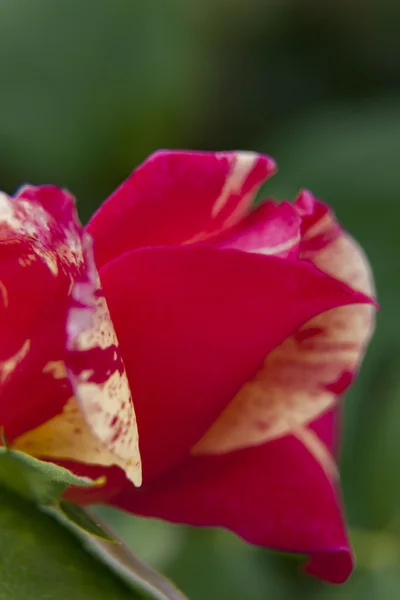 yeşil arka plana sahip bir gül