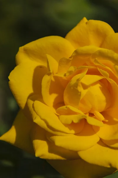 yeşil arka plana sahip bir gül