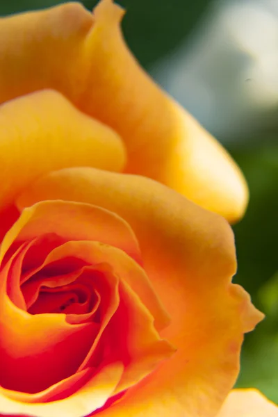 yeşil arka plana sahip bir gül