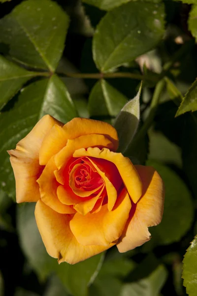 Una rosa con fondo verde —  Fotos de Stock