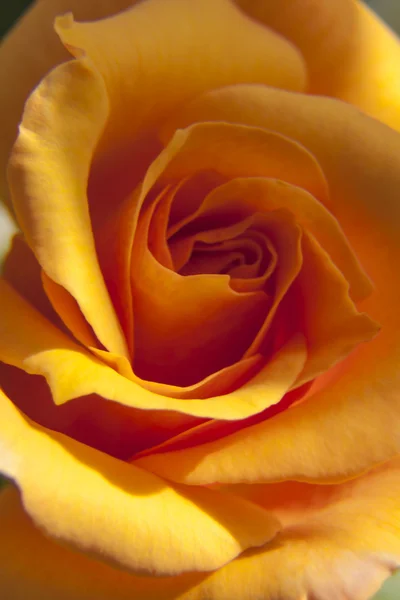 Une rose au fond vert Images De Stock Libres De Droits