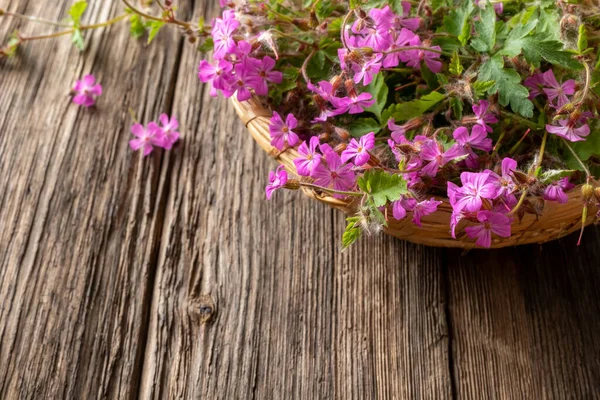 Φρέσκο Βότανο Robert Geranium Robertianum Φυτό Ένα Καλάθι Ένα Τραπέζι — Φωτογραφία Αρχείου