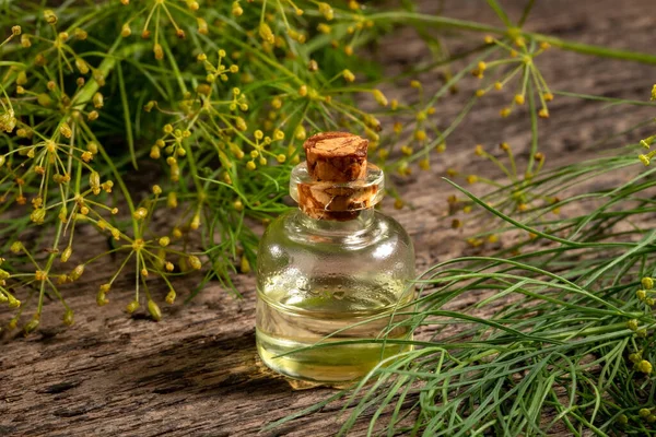 Eine Flasche Dillkernöl Mit Blühender Anethum Graveolens Pflanze Auf Einem — Stockfoto