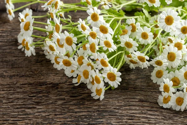 Friske Feberfå Blomster Bord - Stock-foto