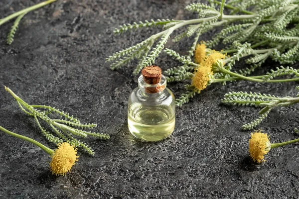 Пляшка Ефірної Олії Свіжим Цвітінням Рослини Сантоліни — стокове фото