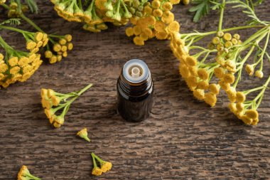 Tanasetum vulgare bitkisinin açtığı siyah bir şişe tansi esaslı yağ.