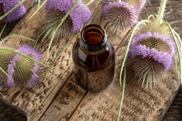 A bottle of herbal tincture with wild teasel flowers in the background