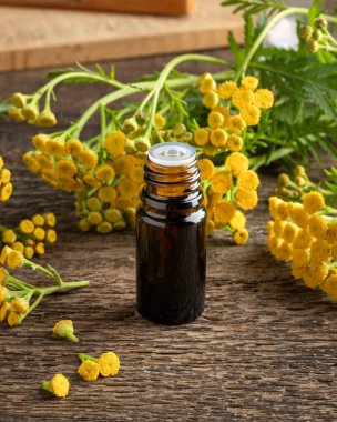 Tanasetum vulgare bitkisinin açtığı siyah bir şişe tansi esaslı yağ.