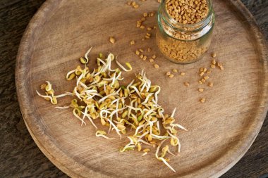 Arka planda kuru Trigonella tohumları olan taze çemen otu filizleri.