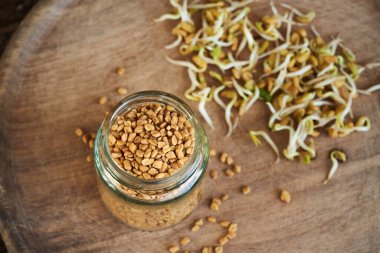 Bir bardakta kurumuş çınar tohumu ve arka planda taze filizler.